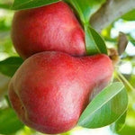 Pyrus Communis red pear tree grown from seeds