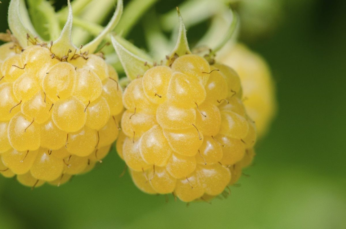 Anne Raspberry Plants