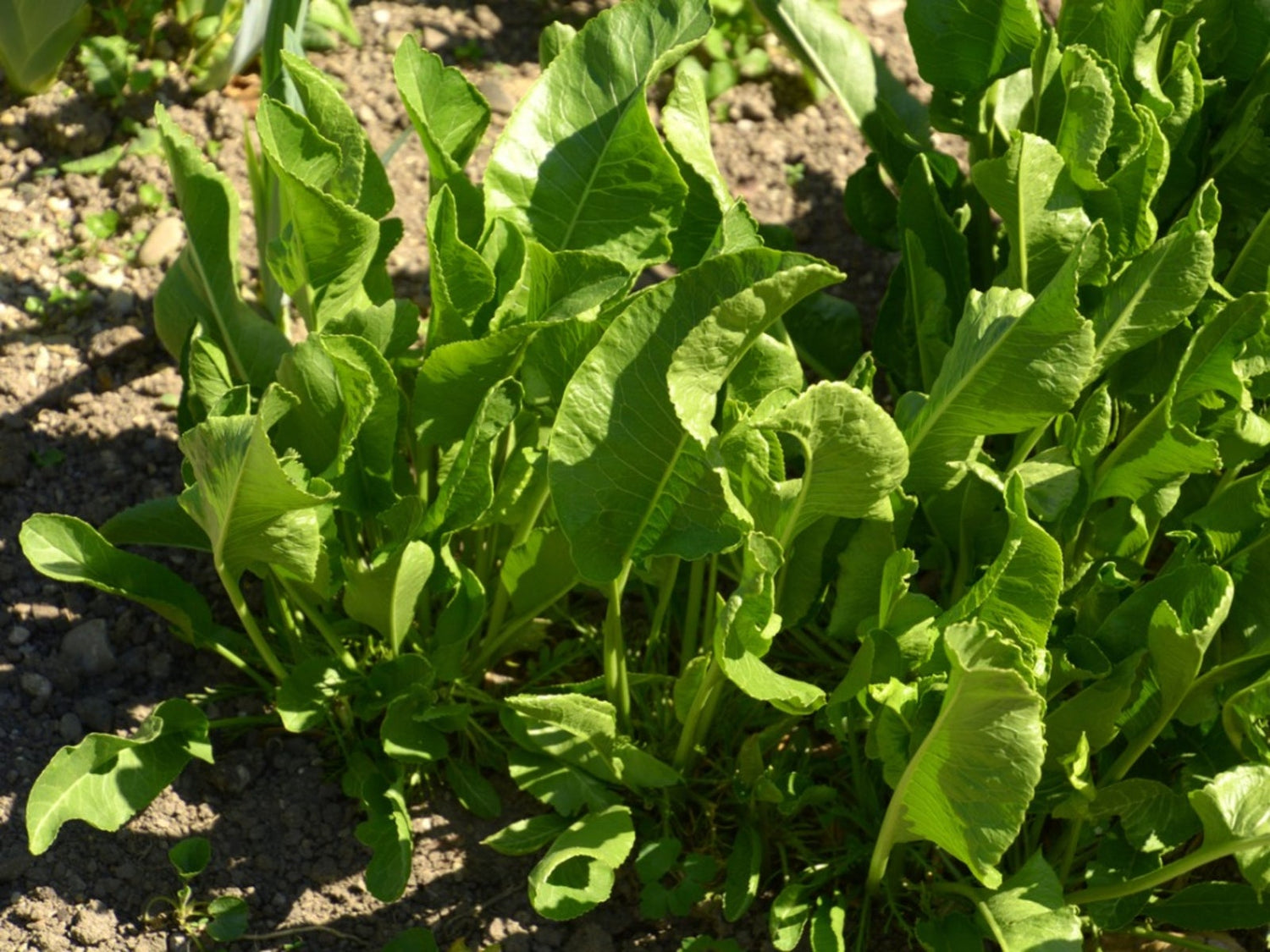 Amorica Big Top Horseradish