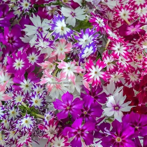 Phlox Twinkle Star Flower Hybrid Open Pollinated heirloom non-gmo garden seeds