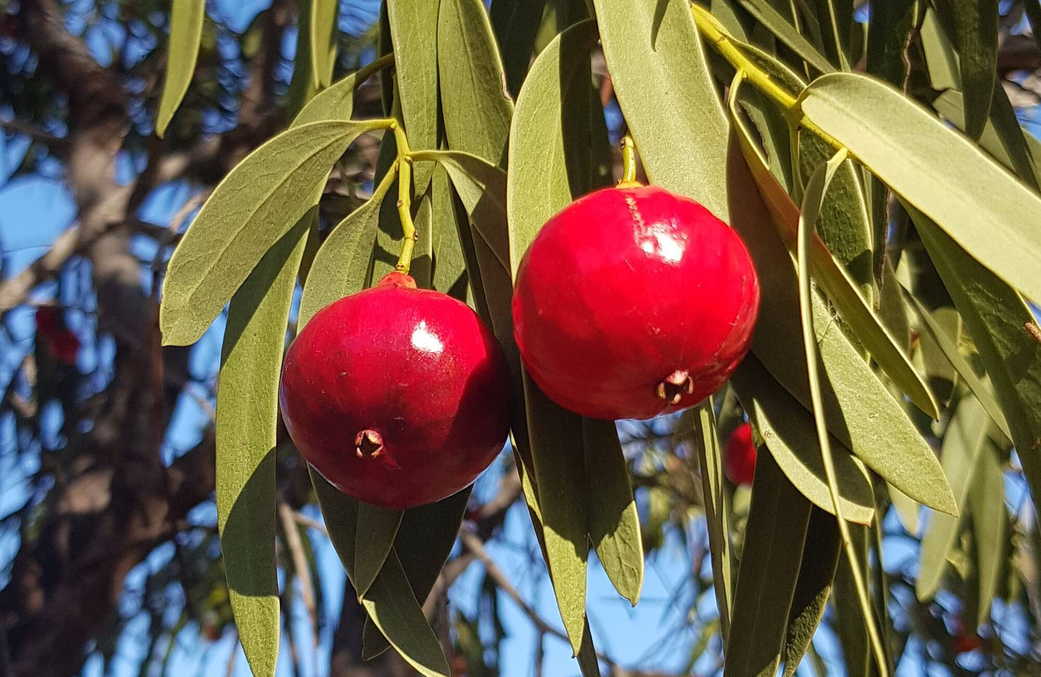 Desert Quandong (Santalum acuminatum)