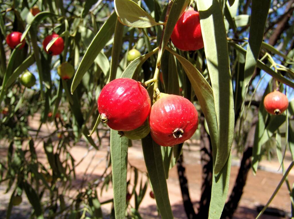 Quandong (Santalum acuminatum) – Native Australian Fruit with Tart, Refreshing Flavor