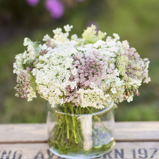 Queen Anne's Lace Seeds - Chocolate Lace Flower