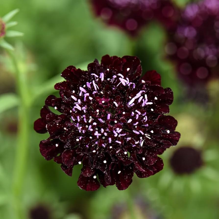 Queen Anne's lace flower Daucus carota Gothic black heirloom seeds for planting in decorative floral gardens - Dharaseeds