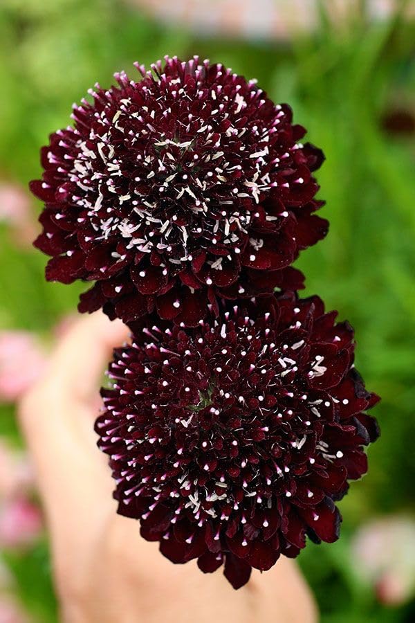 Queen Anne's lace flower Daucus carota Gothic black heirloom seeds for planting in decorative floral gardens - Dharaseeds
