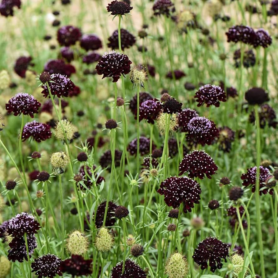 Queen Anne's lace flower Daucus carota Gothic black heirloom seeds for planting in decorative floral gardens - Dharaseeds