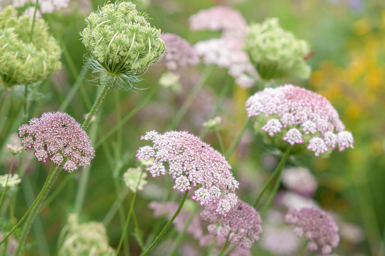 Queen Anne's Lace Dara - Daucus carota Seeds