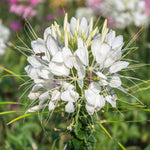Queen Cleome Spider Flower Seeds – Tall Annual with Exotic Blooms - Dharaseeds