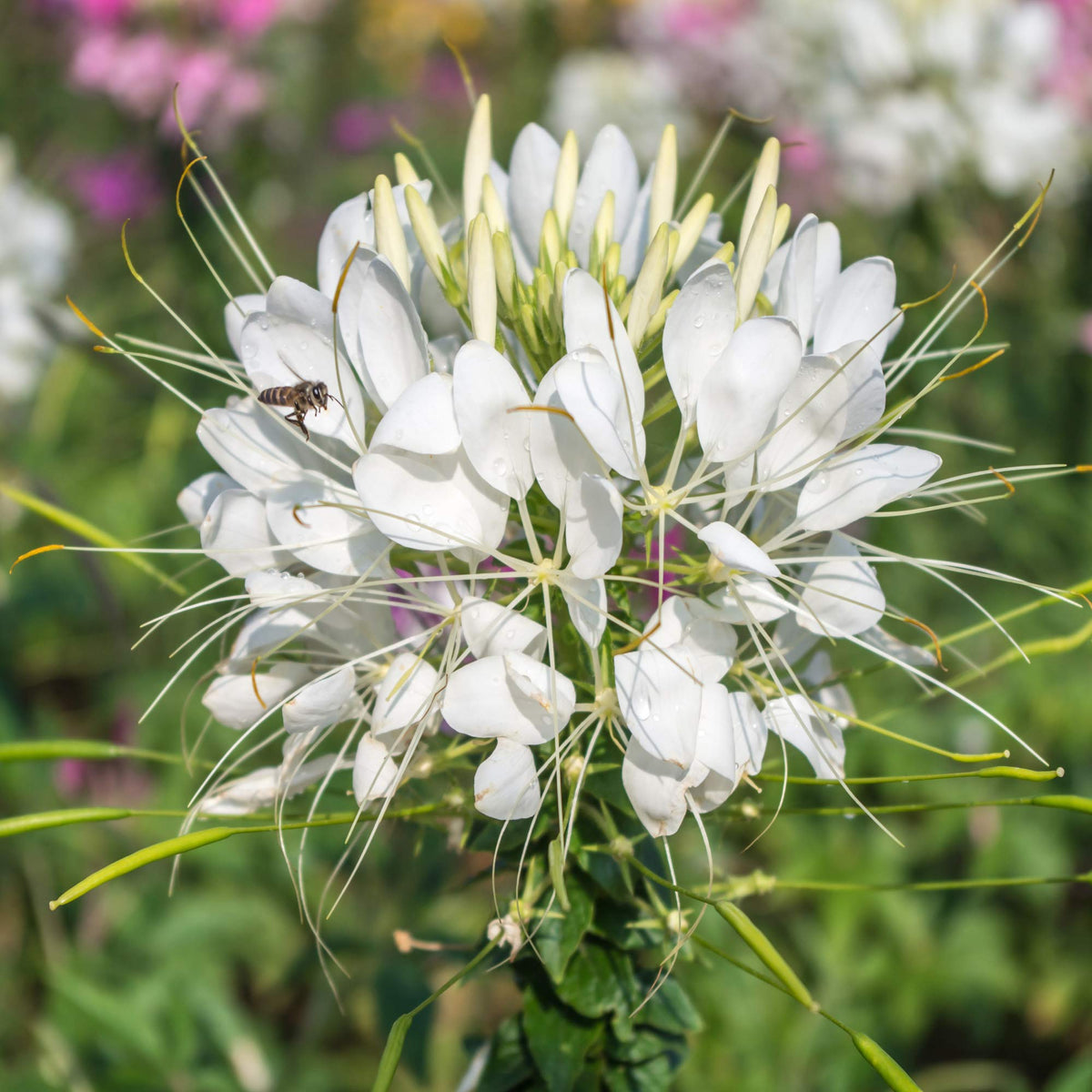 Queen Cleome Spider Flower Seeds – Tall Annual with Exotic Blooms - Dharaseeds