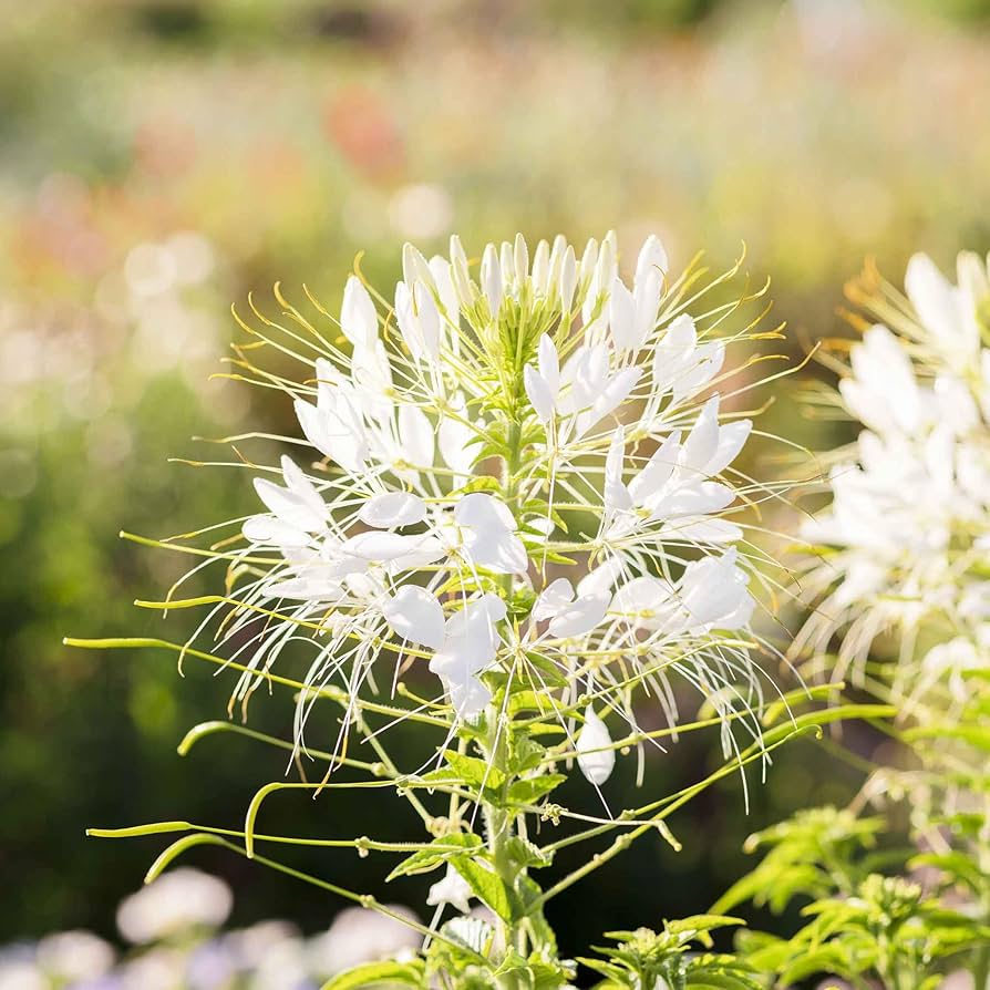 Queen Cleome Spider Flower Seeds – Tall Annual with Exotic Blooms - Dharaseeds