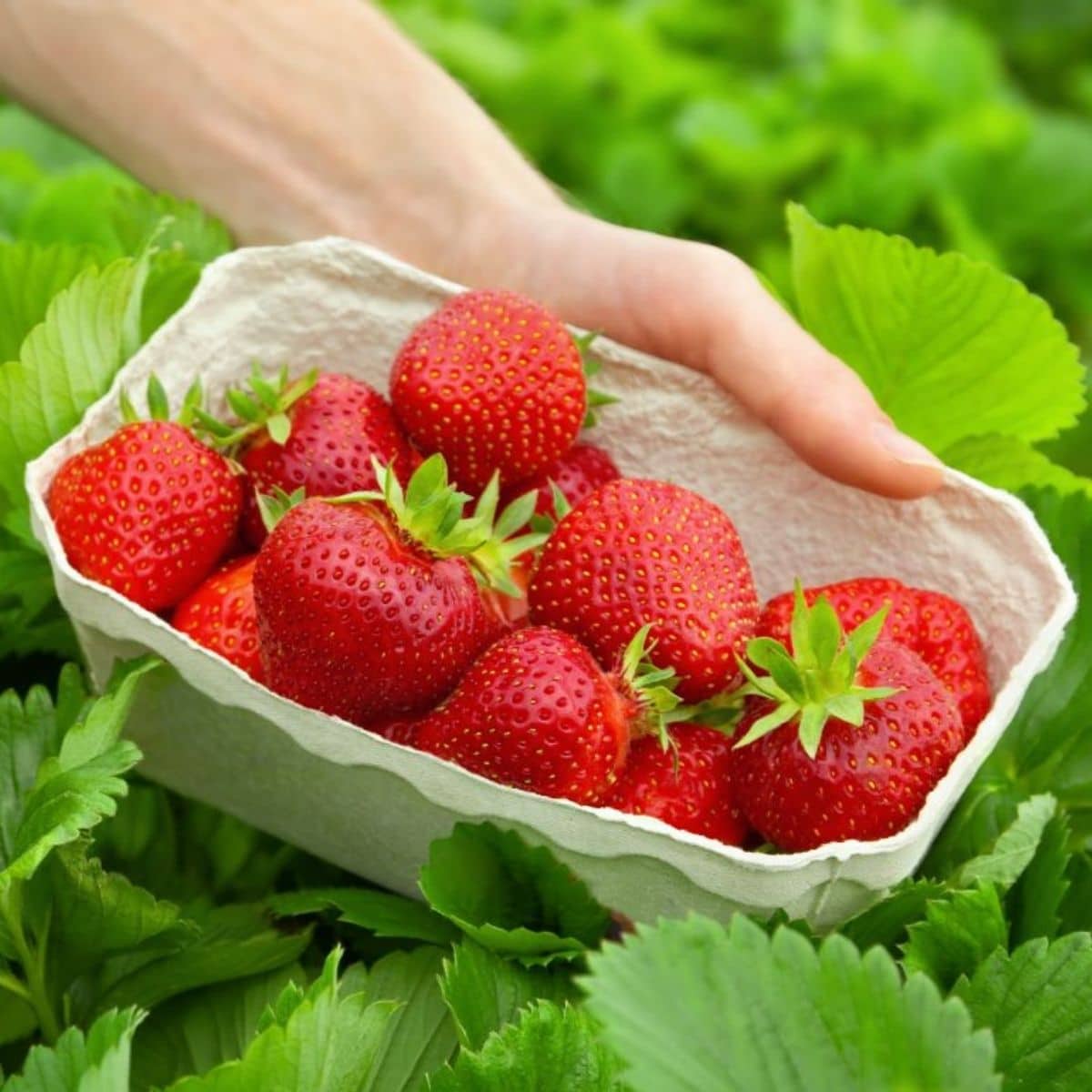 Quinault Strawberry – Sweet, Ever-bearing Delight