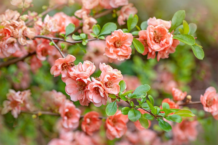 Pink Chaenomeles Flower Seeds for Planting – 100