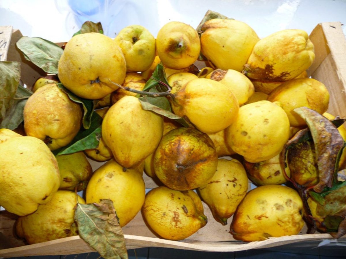 Quince – A Fragrant, Golden Delight