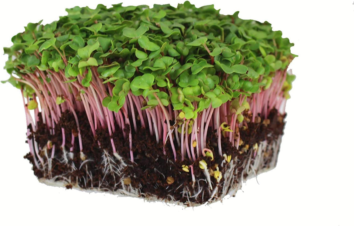Quinoa Tri - Color Microgreens & Sprout Seeds – Nutritious Ancient Grain Blend - Dharaseeds