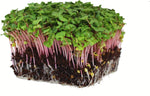 Quinoa Tri - Color Microgreens & Sprout Seeds – Nutritious Ancient Grain Blend - Dharaseeds