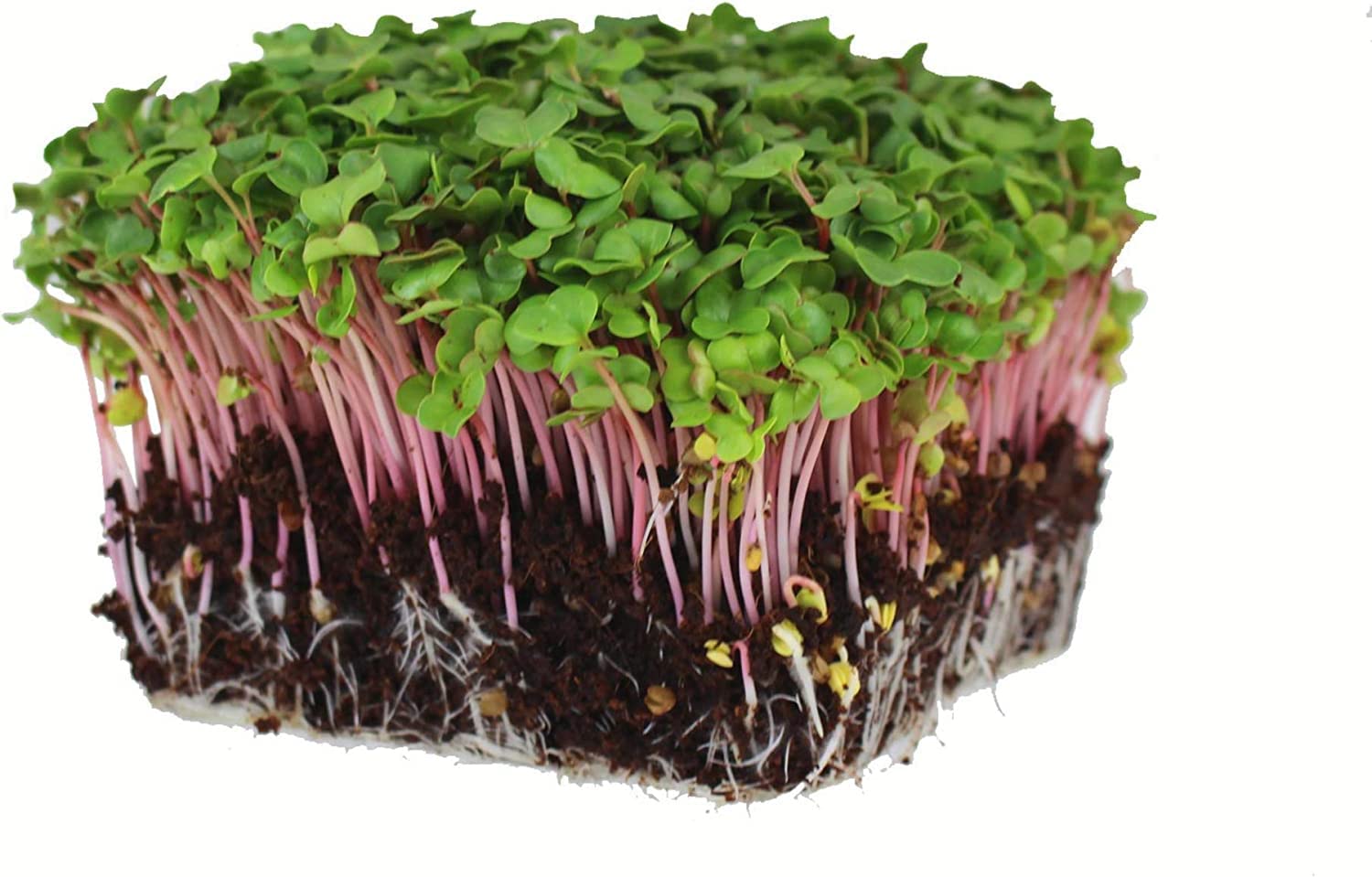 Quinoa Tri - Color Microgreens & Sprout Seeds – Nutritious Ancient Grain Blend - Dharaseeds