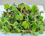 Quinoa Tri - Color Microgreens & Sprout Seeds – Nutritious Ancient Grain Blend - Dharaseeds