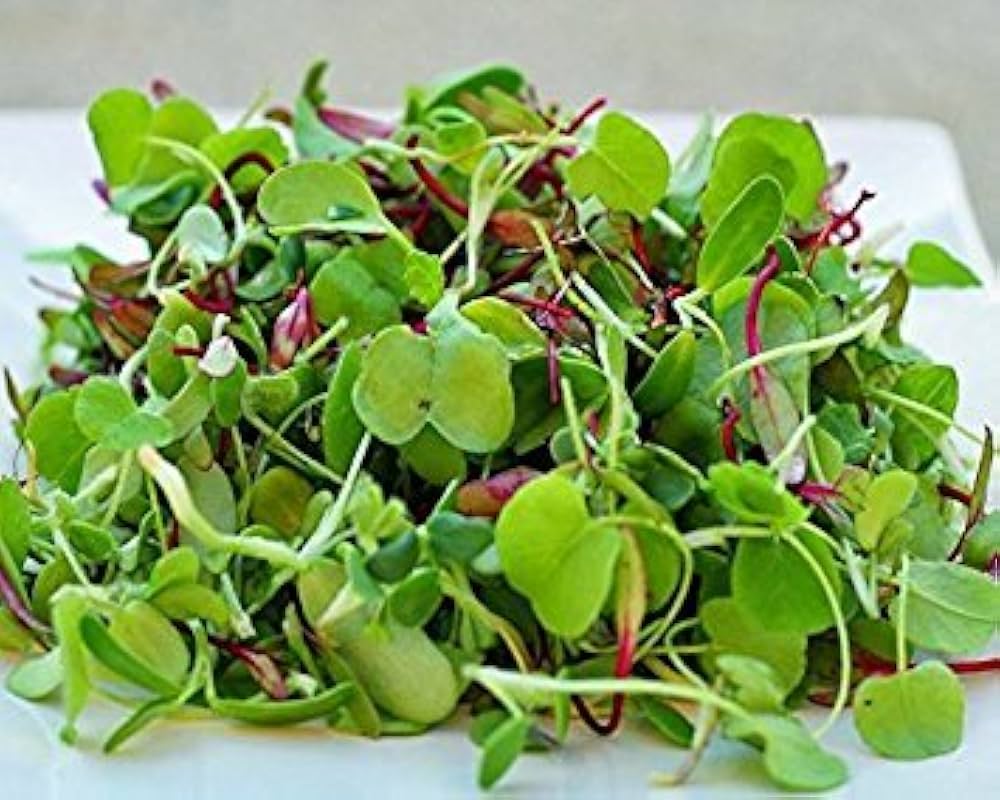 Quinoa Tri - Color Microgreens & Sprout Seeds – Nutritious Ancient Grain Blend - Dharaseeds
