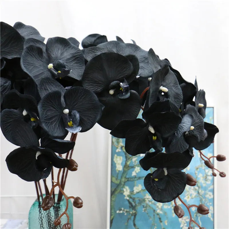 Black Samen Orchidee Seeds for Planting