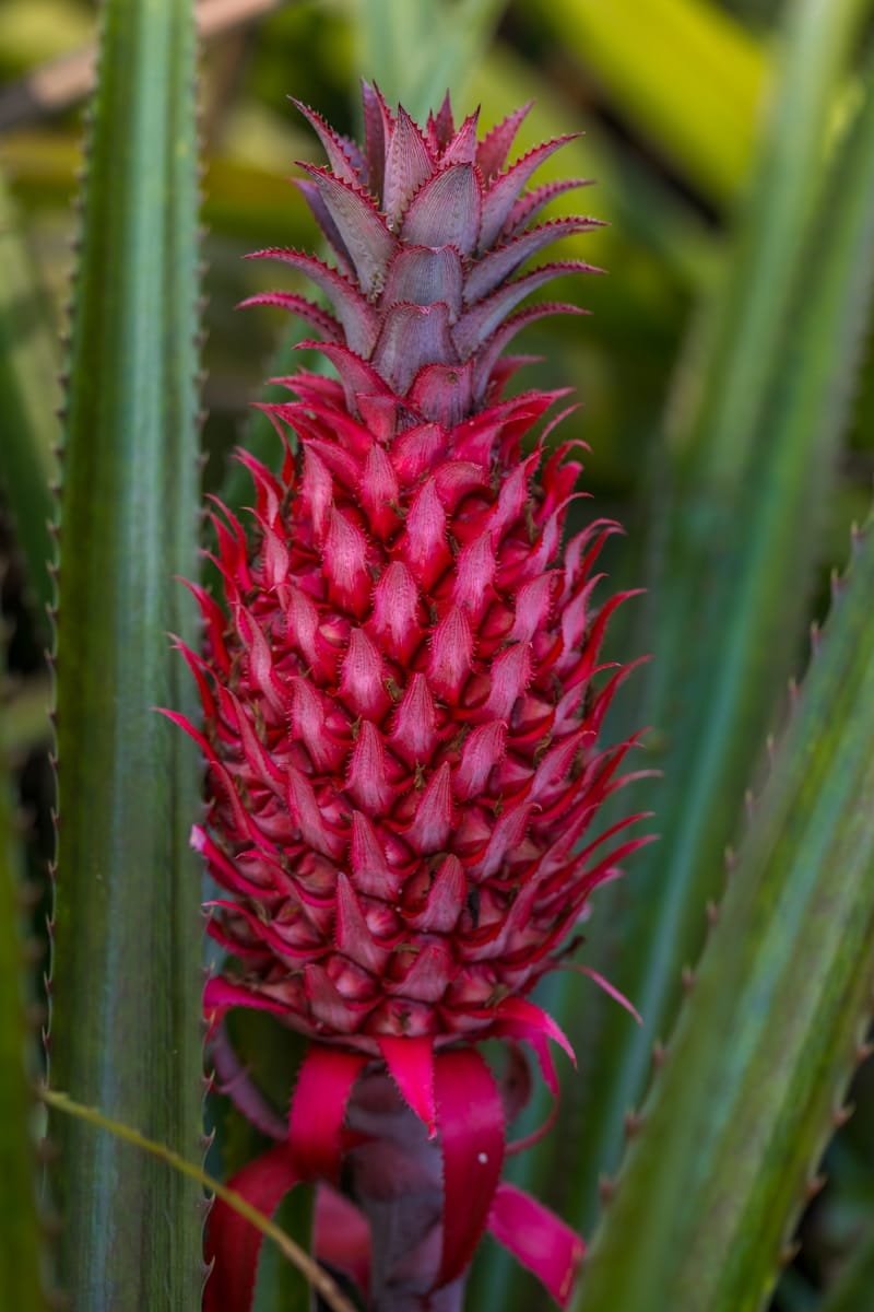 RED PINEAPPLE FRUIT PLANT HYBRID Seeds