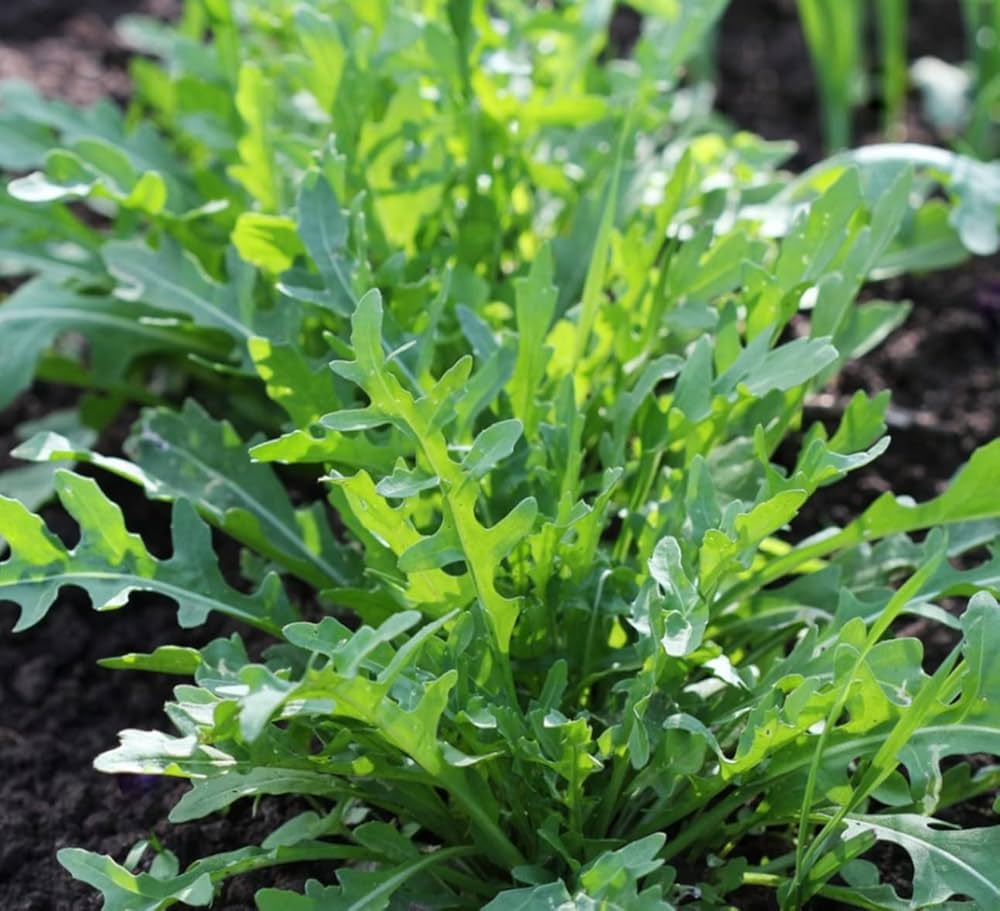 Racco Vegetable Seed Disks – Easy - Grow Mixed Greens for Small Spaces - Dharaseeds
