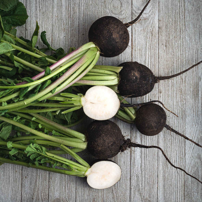 Radish Seeds - Black Spanish Round