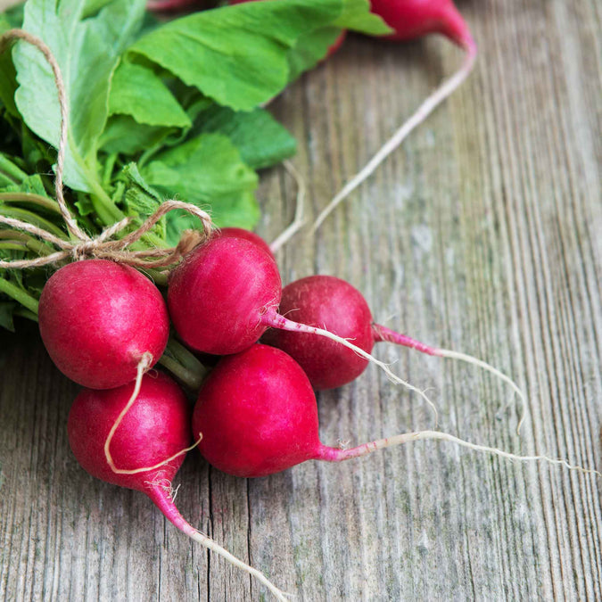 Radish Seeds - Champion