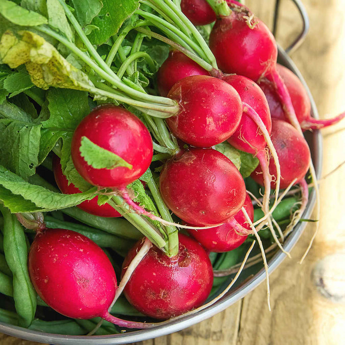 Radish Seeds - Champion