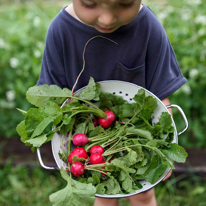 Radish Seeds - Cherry Belle