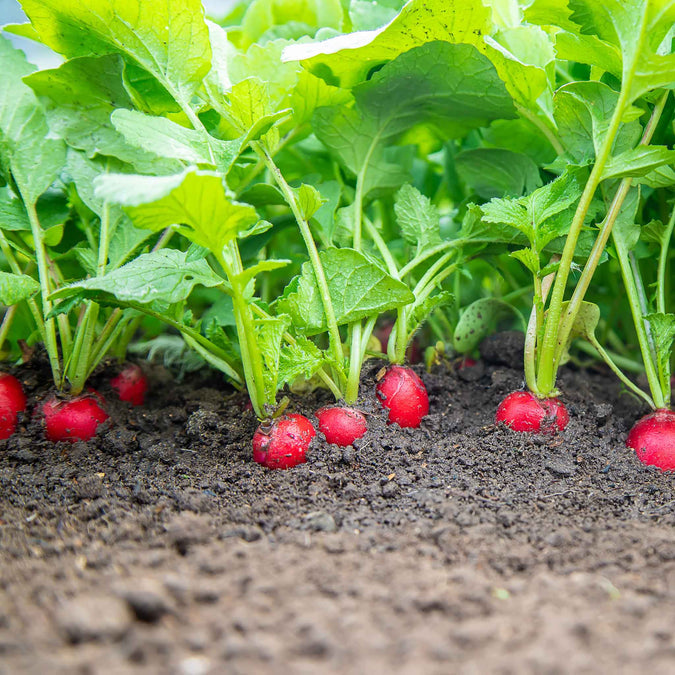 Radish Seeds - Comet