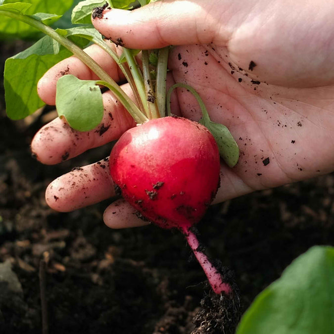 Radish Seeds - Crimson Giant