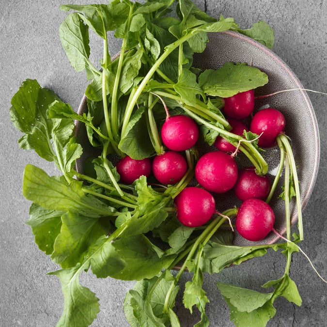 Radish Seeds - Early Scarlet Globe