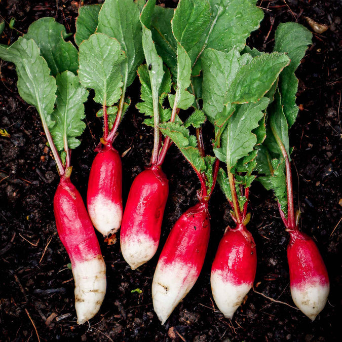 Radish Seeds - French Breakfast