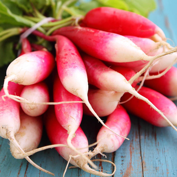 Radish Seeds (Organic) - French Breakfast