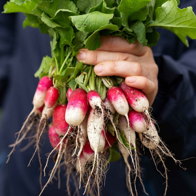 Radish Seeds - French Breakfast