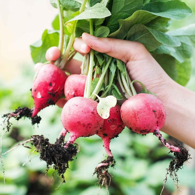 Radish Seeds - German Giant