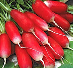 Radish Mila Seeds for Vegetable Gardening, 100 Pcs pcs - Dharaseeds