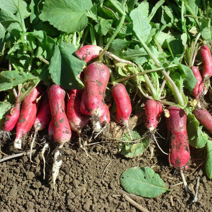 Radish Seeds (Organic) - French Breakfast