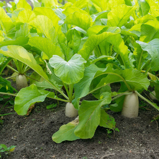 Radish Seeds (Organic) - Japanese Minowase Daikon