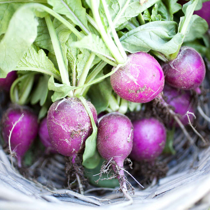 Radish Seeds - Purple Plum