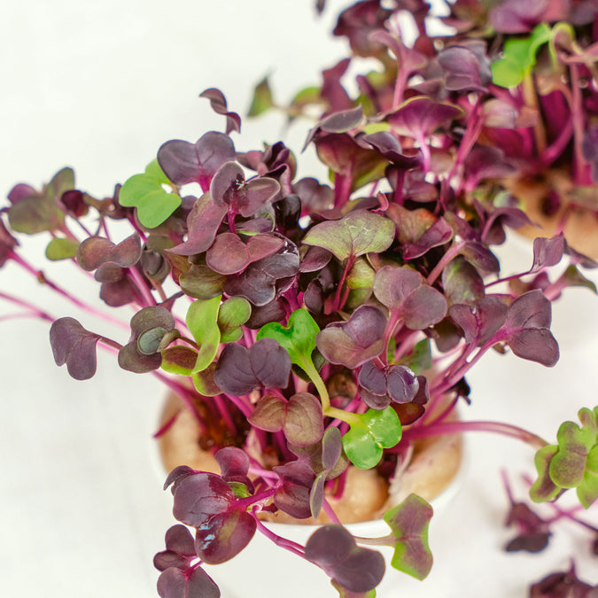 Radish Seeds (Microgreen) - Sango