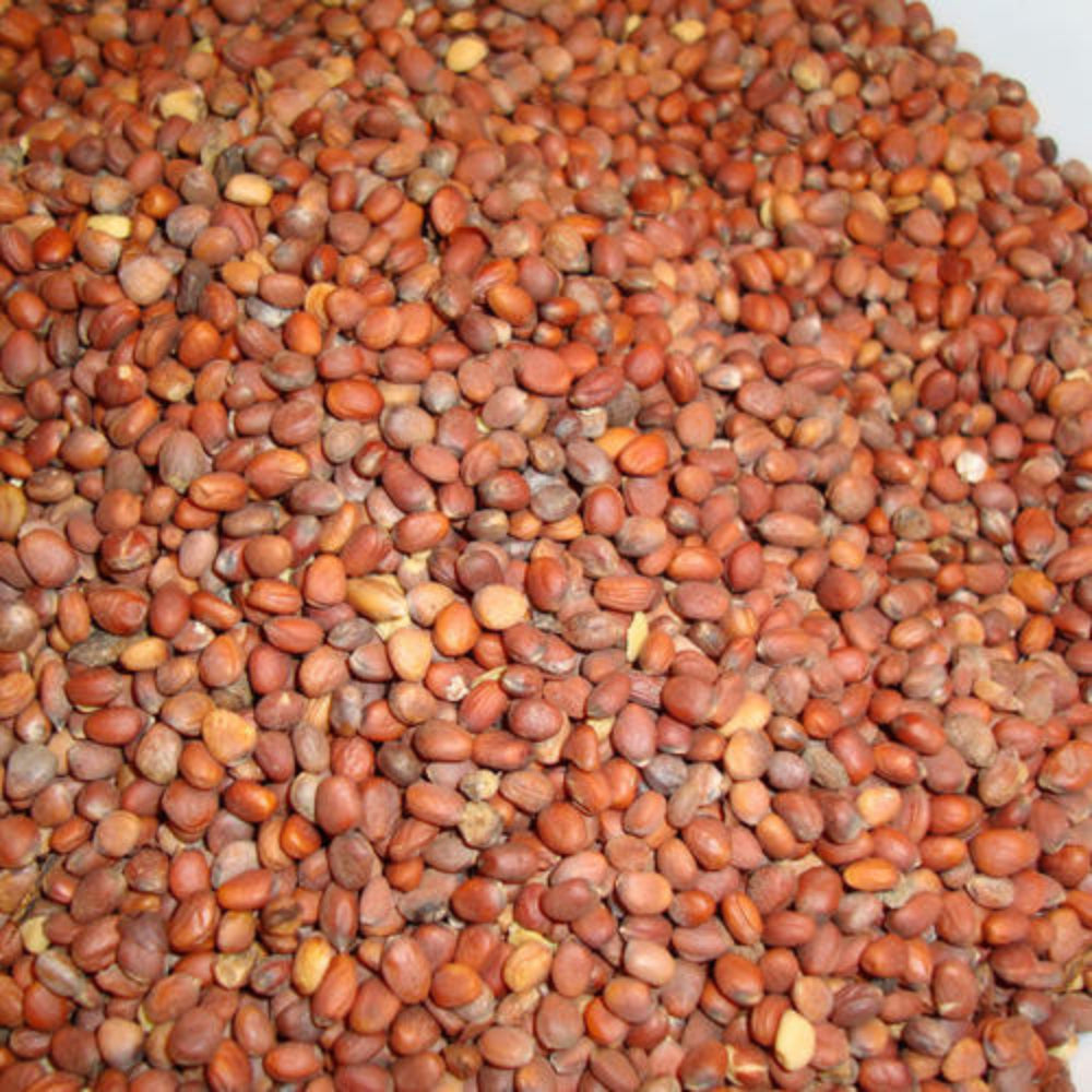 Raphanus Sativus Sausage Ravanello Seeds Radish Vegetable Seeds for Planting in Garden Rows