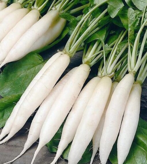 Radish White heirloom non-GMO organic garden seeds