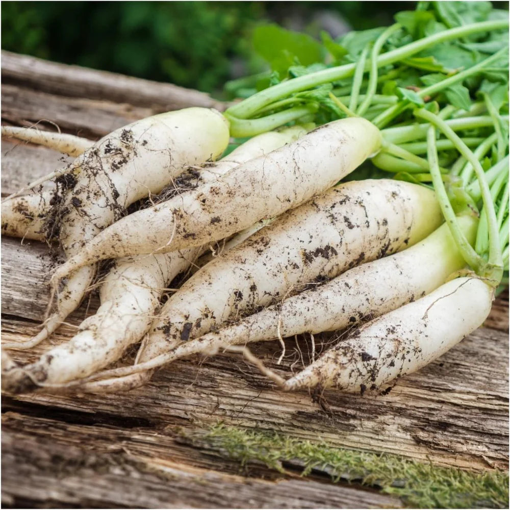 White Icicle Radish Seeds