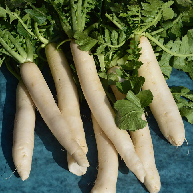 Radish Seeds - White Icicle