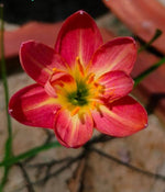 Rain Lily Ratee Rare Variety heirloom non-gmo organic garden seeds