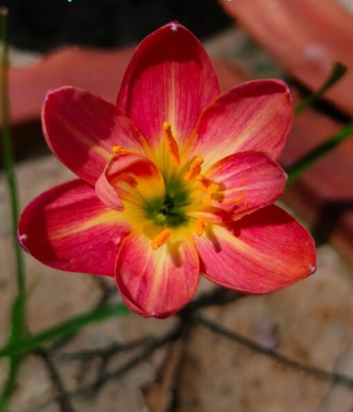 Rain Lily Ratee Rare Variety heirloom non-gmo organic garden seeds