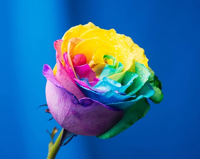 Rainbow Flowers Rare Seeds – Multicolor Blooming Variety for Unique Garden Displays - Dharaseeds