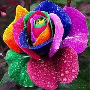 Rainbow Flowers Rare Seeds – Multicolor Blooming Variety for Unique Garden Displays - Dharaseeds