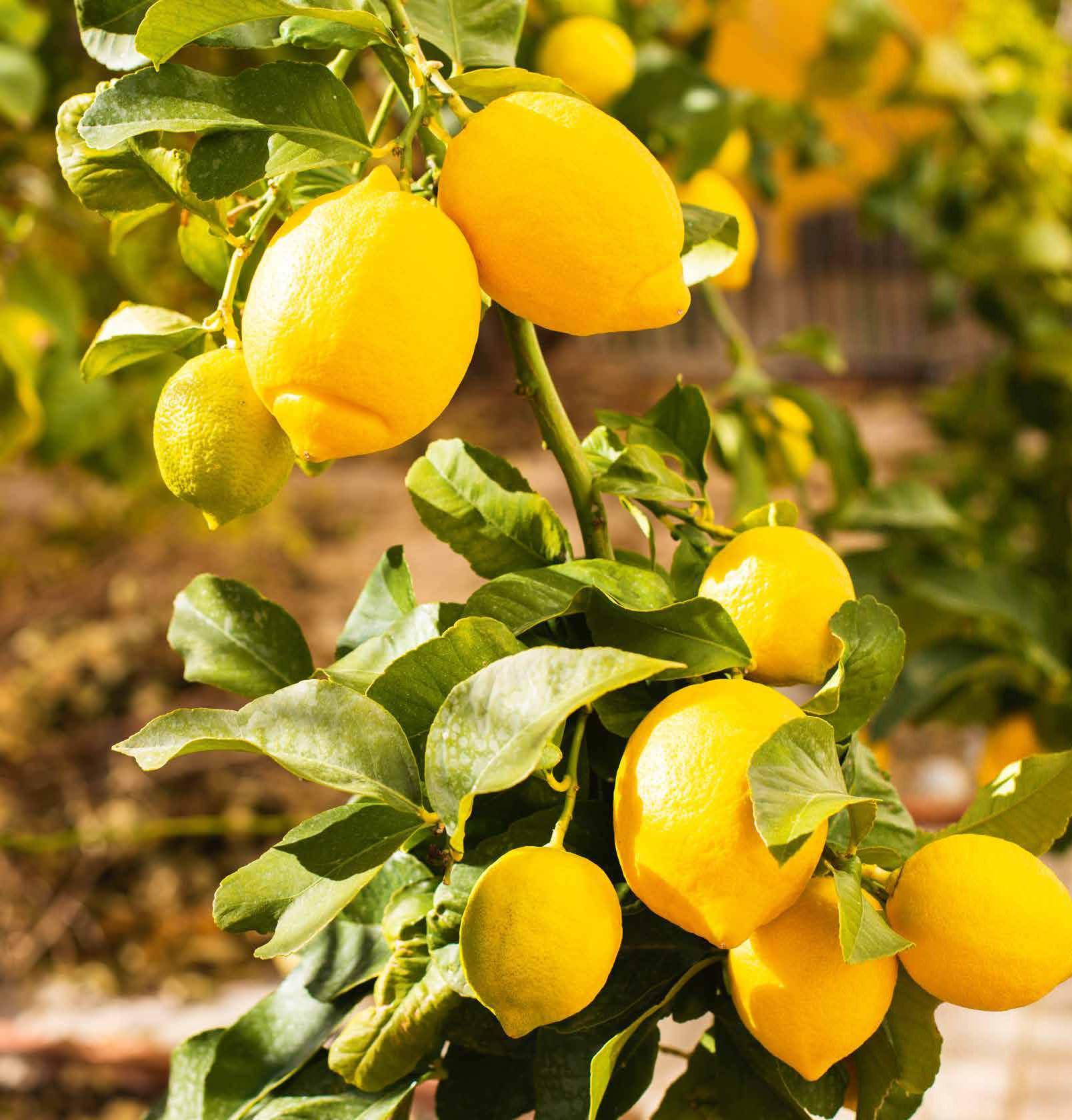 Rainbow lemon seeds for home and backyard gardens